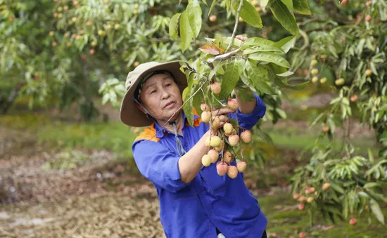 Để trái vải không phụ thuộc vào thị trường chính