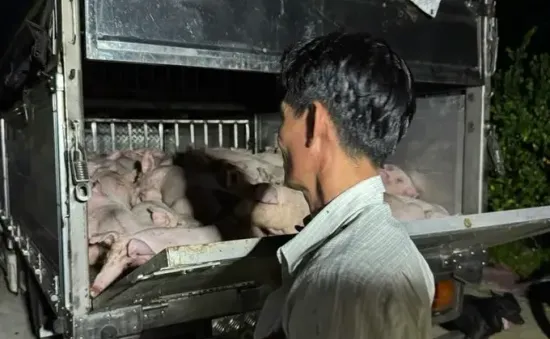 Bạc Liêu: Phát hiện xe chở 120 con lợn không có giấy kiểm dịch