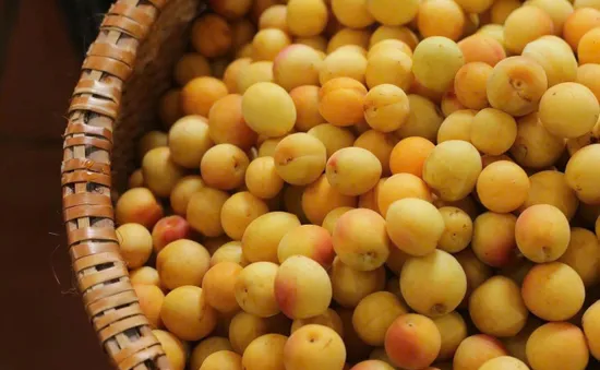 Mơ vàng vào mùa, dân Hà Thành “xếp hàng” chờ mua