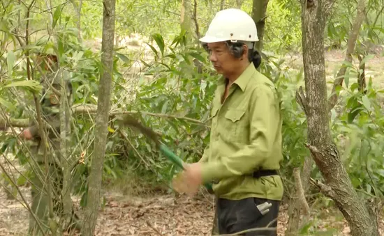 Nhà báo hơn 10 năm trồng rừng trên cát trắng