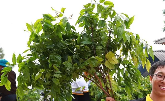 Chàng trai dân tộc Mông gần 10 năm trồng triệu cây xanh