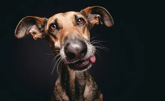 3 chú chó dễ thương làm “người mẫu” ảnh 