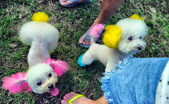 Những chú chó được nuông chiều nhất Hồng Kông