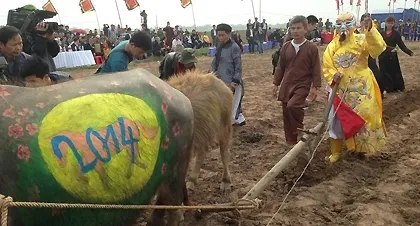 Vẽ hình ngựa lên lưng trâu ở Lễ hội Tịch Điền