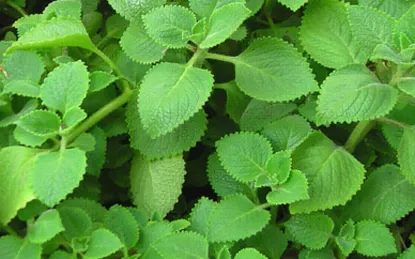 Bài thuốc dân gian trị ho cho trẻ