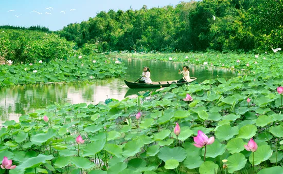 Đồng sen Tháp Mười - Điểm du lịch sinh thái lý tưởng