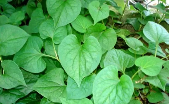 Bài thuốc Đông y trị bệnh sởi