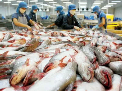 Xuất khẩu cá tra phải theo quy định mới