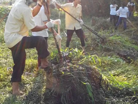 TP.HCM ra quân “Ngày Chủ nhật xanh” cải thiện môi trường