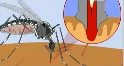 Điều trị sốt xuất huyết bằng y học cổ truyền