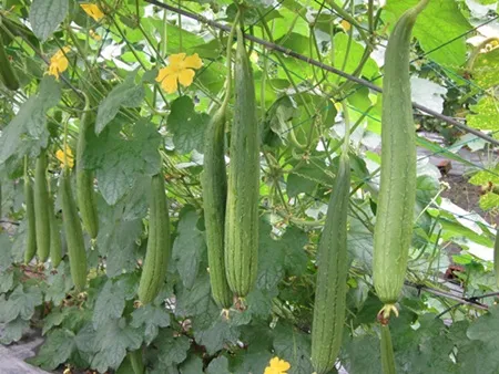 Giải nhiệt ngày hè bằng thực phẩm ngon, bổ, rẻ