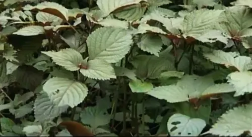 Chữa cảm mạo, an thai nhờ tía tô
