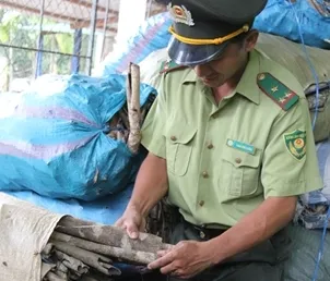 Quảng Ngãi: Nạn khai thác trái phép vỏ cây bùi gia tăng