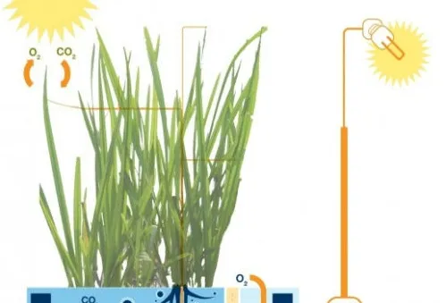 Tổng hợp điện năng từ cây xanh ở Hà Lan
