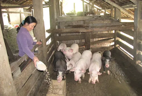 Bất cập gói hỗ trợ các hộ chăn nuôi nông hộ