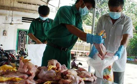 Gà loại thải Trung Quốc là "rác" cần tiêu hủy