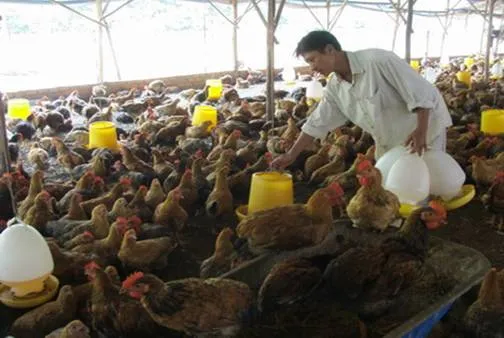 Thương lái gia cầm đang kiếm siêu lợi nhuận