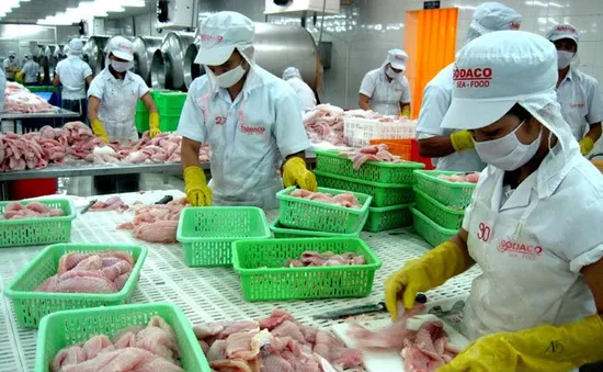 Thiếu số liệu chính xác về cá tra nguyên liệu 