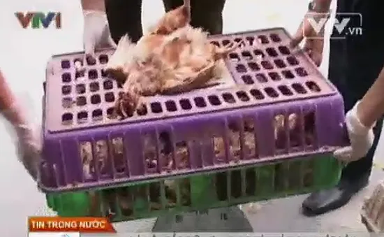 Hà Nội: Bắt giữ hơn 600 kg gà thải loại nhập lậu
