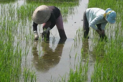 Tình hình đổ ải vụ Đông Xuân 2014 