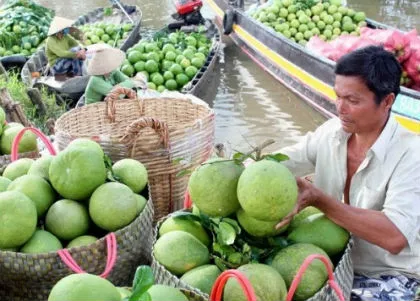 ĐBSCL trồng thêm 10.000ha cây ăn quả chất lượng cao 