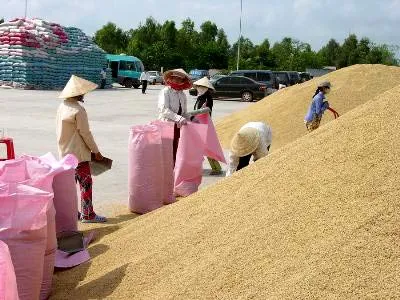 Giá gạo nguyên liệu tăng mạnh