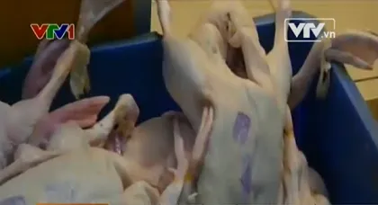 "Phù phép" gia cầm không rõ nguồn gốc để tuồn vào siêu thị