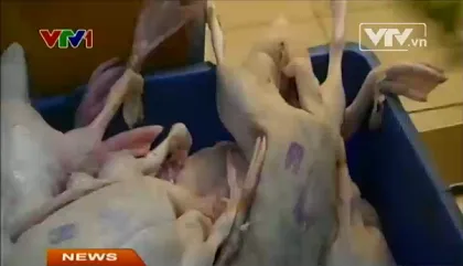 Lỏng lẻo trong kiểm soát con dấu kiểm dịch thú y