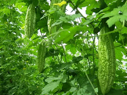 Quảng Trị: Người dân vùng cát được mùa mướp đắng