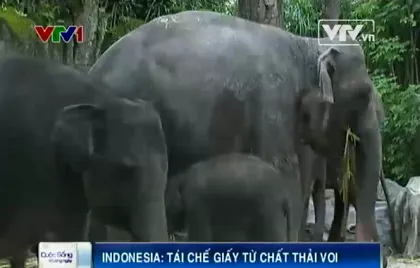 Indonesia tái chế giấy từ chất thải của voi