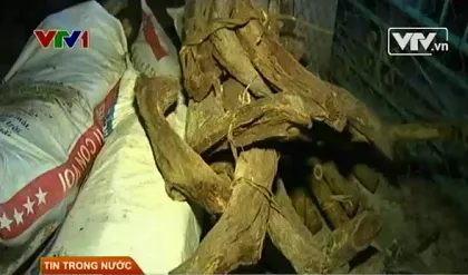 Thâm nhập đường dây tận diệt trắc dây