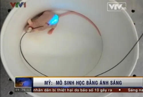 Mô sinh học liên kết các tế bào bằng ánh sáng