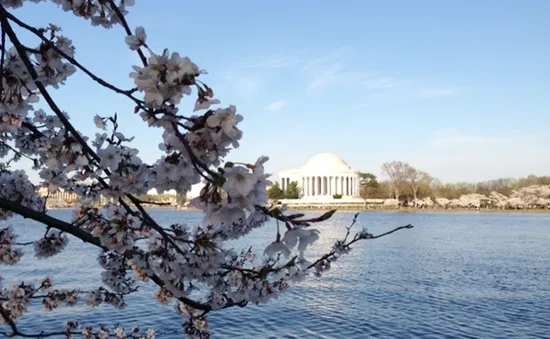 Ngắm hoa anh đào rực rỡ bên dòng Potomac ở Washington D.C