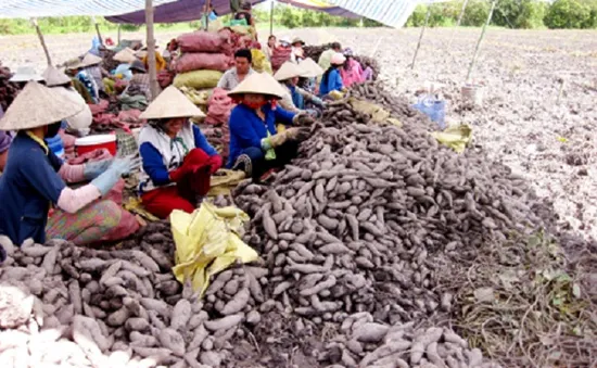 Nông dân ĐBSCL điêu đứng vì... khoai lang
