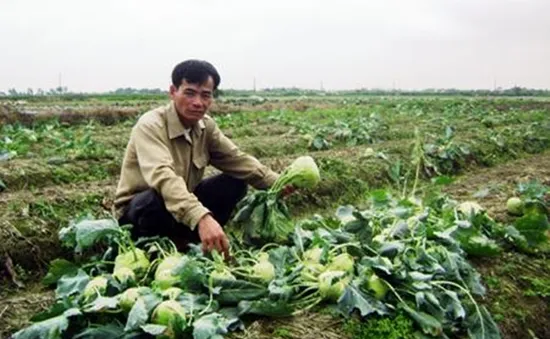 Khổ vì... được mùa rau