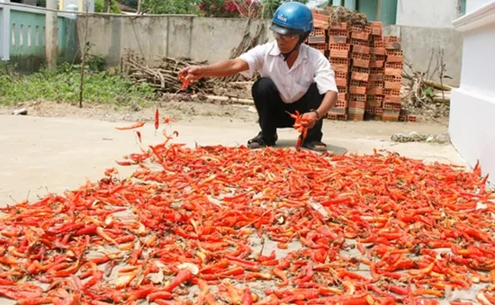 Người dân khốn khổ vì ớt chết hàng loạt