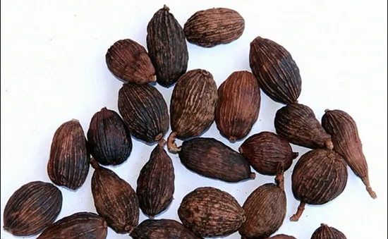 Thuốc Nam chữa bệnh thường gặp mùa nắng nóng