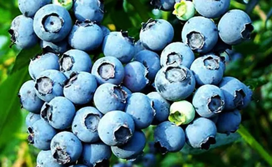 Việt quất, nho đỏ có thể giúp tăng cường miễn dịch