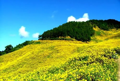 Hoa dã quỳ - sản phẩm du lịch mới của Đà Lạt