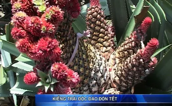 Kiểng trái lạ đón Tết