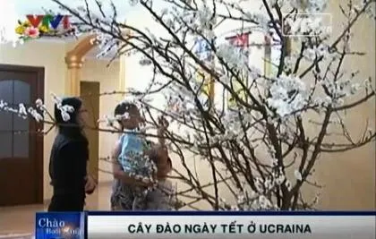 Chuyện cây đào ngày Tết ở Ukraine