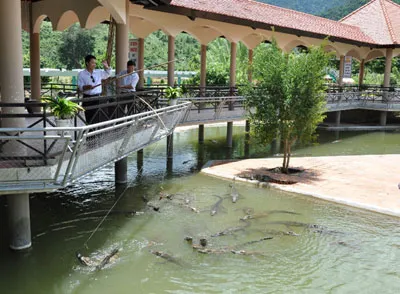 Câu cá sấu ở khu du lịch Yang Bay, Khánh Hòa 