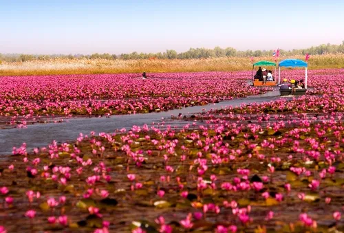 Đến Nong Han - Thái Lan ngắm đầm hoa rực rỡ sắc hồng