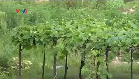 Tăng vốn pháp định BĐS - Khó loại bỏ chủ đầu tư “tay không bắt giặc”