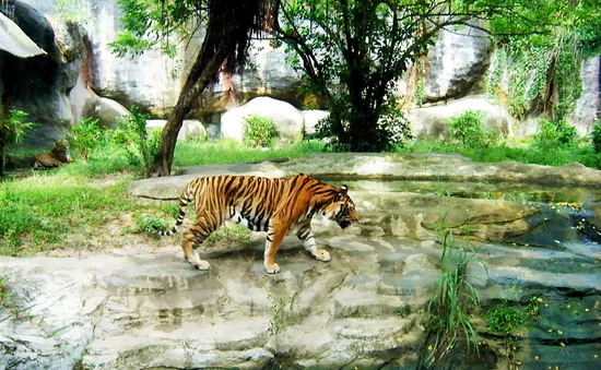 Chung tay bảo vệ loài Hổ