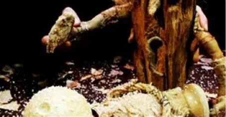 Kịch rối Pháp chinh phục khán giả Việt