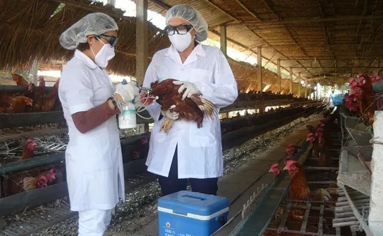 Đồng Tháp sẽ mua thêm 7 triệu liều vaccine H5N1