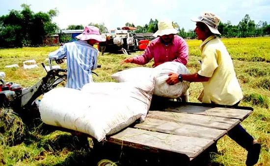 ĐBSCL: Lúa gạo bất ngờ quay đầu giảm giá