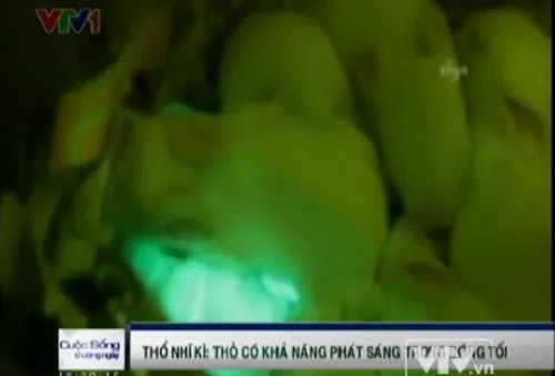 Kỳ lạ loài thỏ phát sáng tại Thổ Nhĩ Kỳ