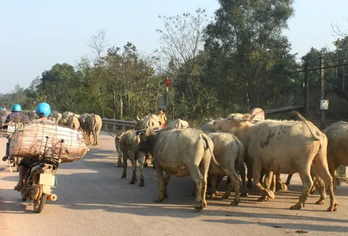 Hà Tĩnh: Xuất hiện dịch lở mồm long móng ở 19 xã